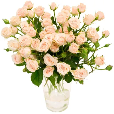 Кремовые кустовые розы от 9 шт. за 4 890 руб. | Бесплатная доставка цветов  по Москве