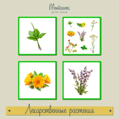 Тетрадь для общения и развития детей "Комнатные растения" СФ-Т-20 в  Красноярске|