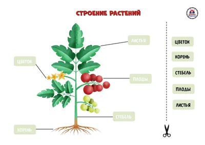 Иллюстрация 8 из 9 для Раздаточные карточки "Комнатные растения" 63х87 мм.  | Лабиринт - книги. Источник: Абра-