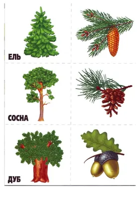 ландшафтные деревья кусты солнечные глиняные колоринги для детей рисуют  дудель отдельно на белом фоне Иллюстрация вектора - иллюстрации  насчитывающей пуща, америка: 245347676