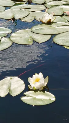 Рисунок кувшинки на воде - 74 фото