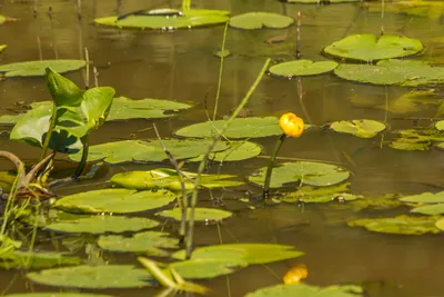 Новодевяткино. Кувшинки на воде. | Прогулки по городу