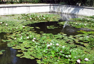 Линолеум с рисунком ЛИСТЬЯ КУВШИНКИ НА ВОДЕ купить - 