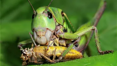 Кузнечик фото насекомое. Серый кузнечик фото. | Рыбачил.ru