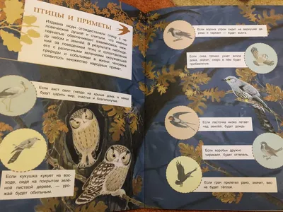 Иллюстрация 5 из 34 для Домашние животные и птицы | Лабиринт - книги.  Источник: Лабиринт