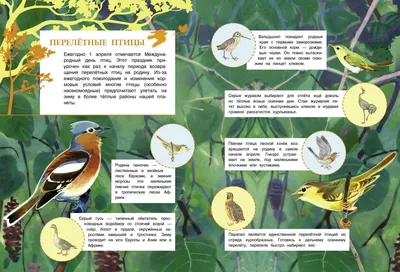 Иллюстрация 6 из 10 для Полезные и вредные птицы - В. Дуванов | Лабиринт -  книги. Источник: Лабиринт