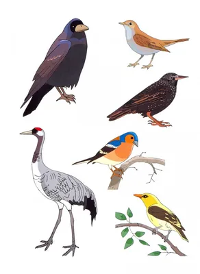 Иллюстрация 1 из 31 для Что говорят птицы? Пособие для детей 3-5 лет -  Артур Фрост