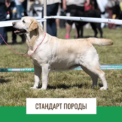 Royal Canin Labrador Retriever Adult корм для лабрадоров старше 15 месяцев  - 3 кг - купить в Москве | КотМатрос