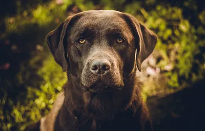 Фото Черный Labrador Retriever / Лабрадор ретривер с открытой пастью на  голубом фоне, by pyro-helfierВ