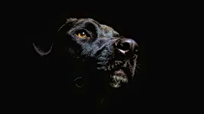 Лучшей служебной собакой России стал лабрадор из Татарстана