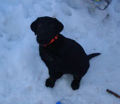 Купить Schleich 13835 Щенок лабрадора ретривера Labrador Retriever Puppy,  цена 175 грн —  (ID#1548043687)