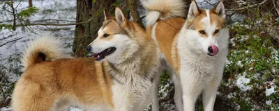 Лайка - характеристика собак и щенков породы - 