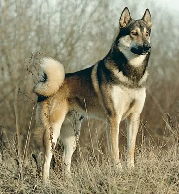 Порода западносибирская лайка - Породы собак обзор на Gomeovet