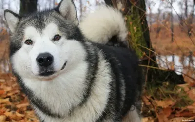 Западносибирская лайка (West Siberian Laika) - это очень активная и  энергичная порода собак. Фото, описание и отзывы.