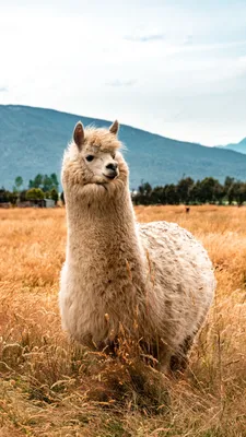 Лама: не верблюд и не альпака. Кусается, плюётся и "упëртая как осёл" |  Animal Planet - Мир животных | Дзен