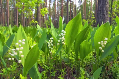 Ландыш майский (Convallaria majalis)