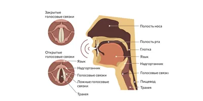 Ларингит – симптомы и лечение – блог Медюнион