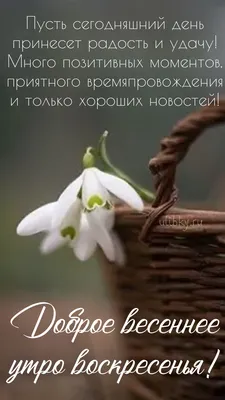 С добрым утром!#сдобрымутром#доброеутро#пожеланиедоброгоутра | TikTok