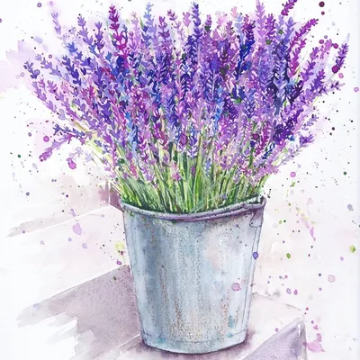 Обои лаванда, цветковое растение, английский лаванды, пурпур, французская  лаванда - картинка на рабочий стол и фото бесплатно
