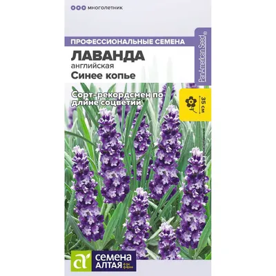 Лаванда Обыкновенный Лаванс Дип Парпл – купить семена в интернет-магазине  Лафа с доставкой по Москве, Московской области и России