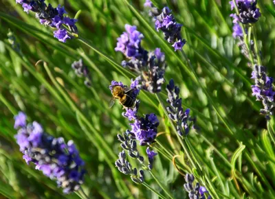 Коллекции растений ЦСБС СО РАН - Lavandula angustifolia Mill. – Лаванда  узколистная