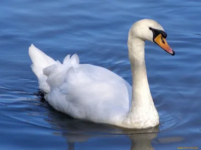 Лебедь на белом фоне (53 фото) - красивые фото и картинки 