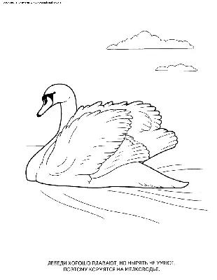 Лебедь зимующая птица - 69 фото