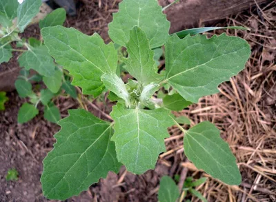 Лебеда (Chenopodium) - растение-аллерген: что именно в растении вызывает  аллергическую реакцию у детей и взрослых