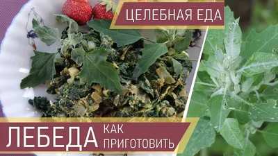 Лебеда - лебеда белая 1000 г Таргрох купить в Украине купить из Европы  доставка - EuroZakup - Харьков, Одесса, Киев, Львов, Луцк, Днепр, Чернигов,  Тернополь, Ужгород, Сумы, Запорожье, Херсон, Кривой-Рог, Николаев, Полтава.