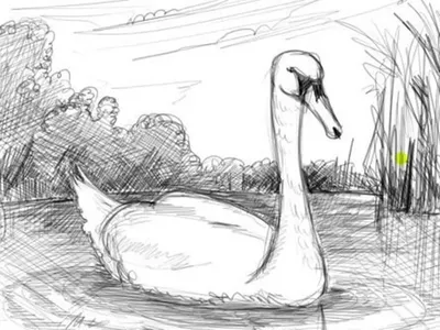 Картинки лебедя для срисовки - 74 фото