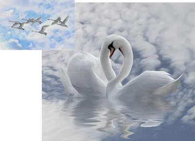 File:Лебеди и любовь в Саратовском городском парке культуры и отдыха.jpg -  Wikimedia Commons