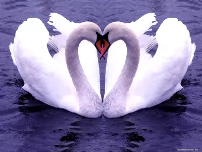 Обои лебеди, озеро, любовь, сердце картинки на рабочий стол, фото скачать  бесплатно