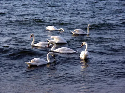 Лебеди на Городищенском озере в Изборске - Изборск