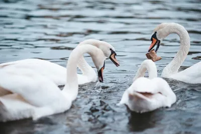 Красивые белые лебеди на озере на открытом воздухе | Премиум Фото
