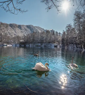 Лебеди на незамерзающем озере | Пикабу