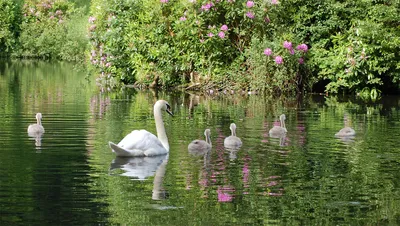 Лебеди на Келарском пруду