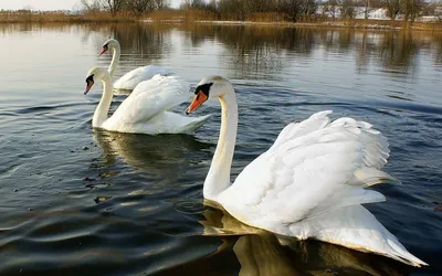 Картинка Белые лебеди на озере » Лебеди » Птицы » Животные » Картинки 24 -  скачать картинки бесплатно