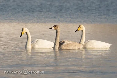 Лебеди-кликуны на Халактырском озере. Фоторепортаж – ИА Камчатка