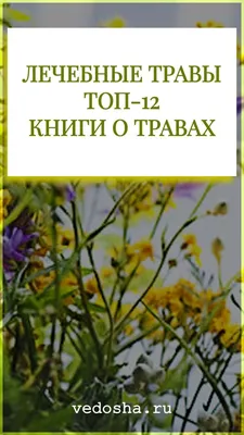 Иллюстрация 70 из 84 для Лечебные травы. Иллюстрированный  справочник-определитель - Татьяна Ильина | Лабиринт - книги. Источник: