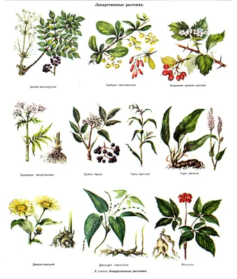 Лечебных растений картинки
