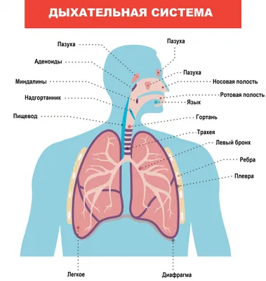 Туберкулез легких: симптомы и первые признаки, лечение