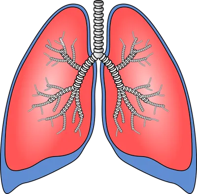 Легкие Орган Анатомия - Бесплатная векторная графика на Pixabay - Pixabay