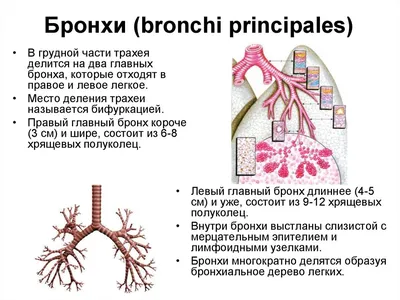 Лёгкие — единственный орган, способный плавать по поверхности воды