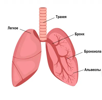 Легкие и бронхи картинки