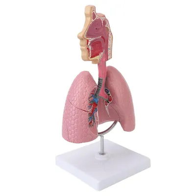 Легкие (pulmones) - Грудь - Топографічна анатомія людини російською мовою  (ru) - Цікава інформація медичної спрямованості - Анатомія людини