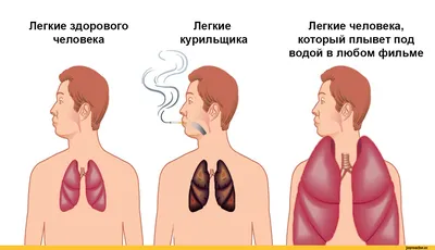 Модель легкие человека - Оборудование для образования