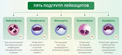 Анализ крови на лейкоциты, норма, причины отклонений | bioniq MEDIA