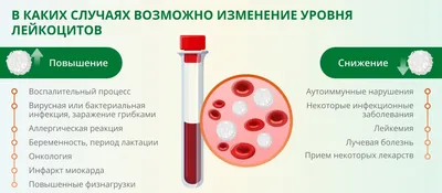 Лейкоциты способны уничтожать злокачественные опухоли