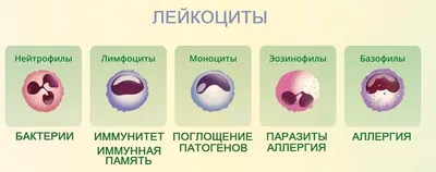 Анализ мочи на лейкоциты: расшифровка, норма - Клиника в Уручье