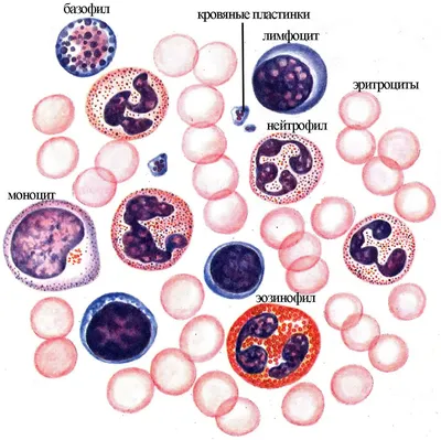Лейкоциты с клетками крови иллюстрация штока. иллюстрации насчитывающей  организм - 95285974
